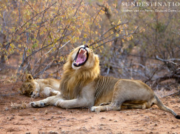 Times are a changing for the lions of the Balule, according to news and sightings from Ezulwini Game Lodges… Of late, there has been a fight between some significant males in the area, and the seldom-seen Singwe Pride has made a statement by mating near Ezulwini Billy’s Lodge. The tension between the Mohlabetsi coalition and […]