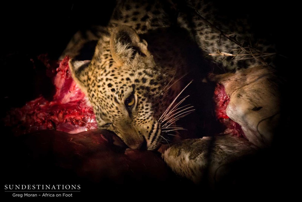 Ross Dam's female cub feasting on an impala kill