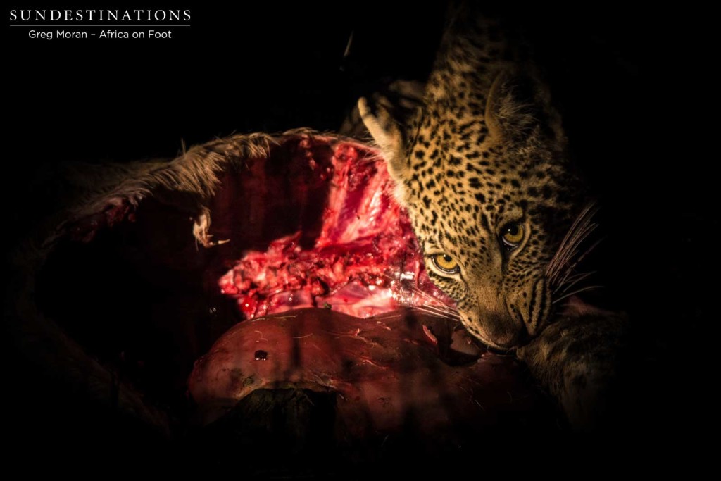 Ross Dam's female cub feasting on an impala kill