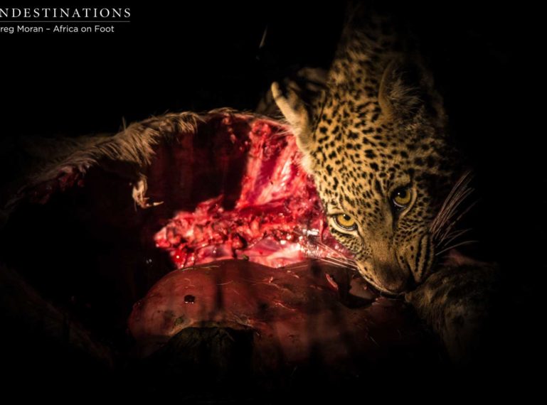 Leopard and Her 2 Cubs on a Kill in Klaserie