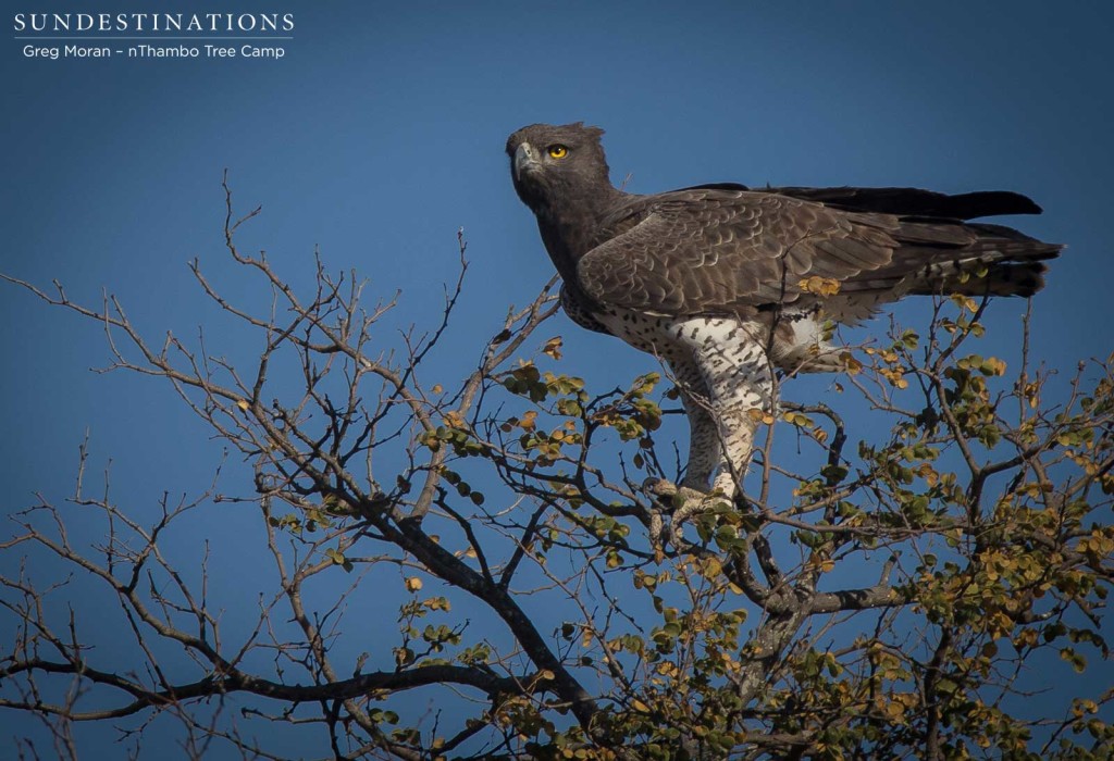 Africa's largest eagle - the martial - showed its true colours lately when it swooped down on a wild dog den and preyed on one of the pups