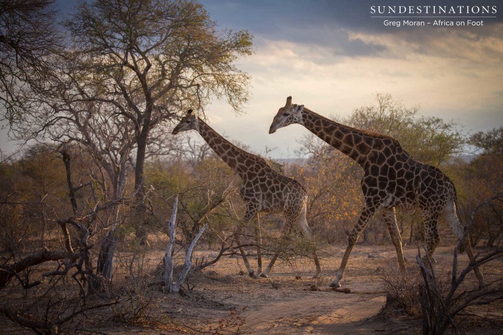 A giraffe ducks to avoid the menacing grip of a thorn tree under uncharacteristically stormy Klaserie skies