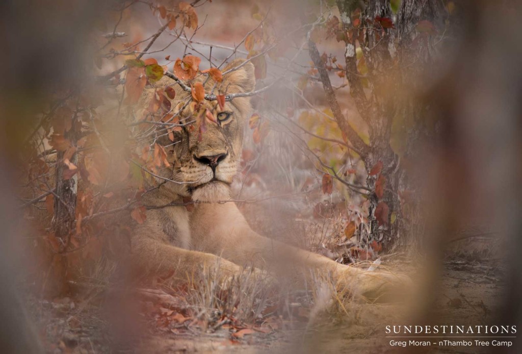 One of the attitude-full Hercules lions playing hard to get by hiding out in the thicket, while nThambo guests try and capture a photograph