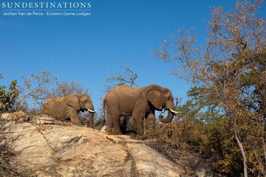 Watching in amazement as elephants lumber over the rocky outcrops in the Balule. Don't be fooled by the elephants seemingly clumsy build - these animals can get to surprising places