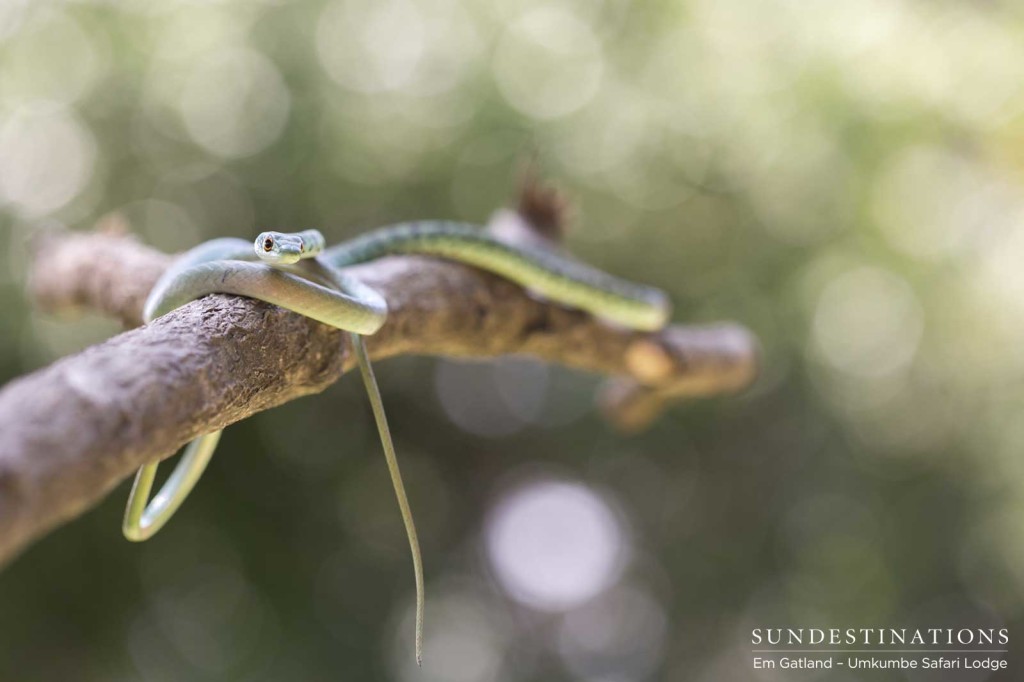 A boomslang balances comfortably on a smooth branch out in the Sabi Sand bushveld, characteristically keeping its distance from people