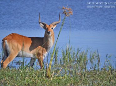 Planning a self-drive trip through Botswana? Here’s why you should include a stop at Xobega Island Camp. No visit to Botswana is complete without spending some time in that watery eden on the edge of the Kalahari Desert, the Okavango Delta, a UNESCO World Heritage Sight and renowned bird and wildlife sanctuary. For most travellers, […]