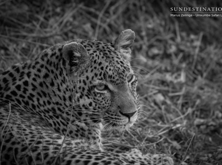 Umkumbe Leopard Catch Up With Ranger Marius