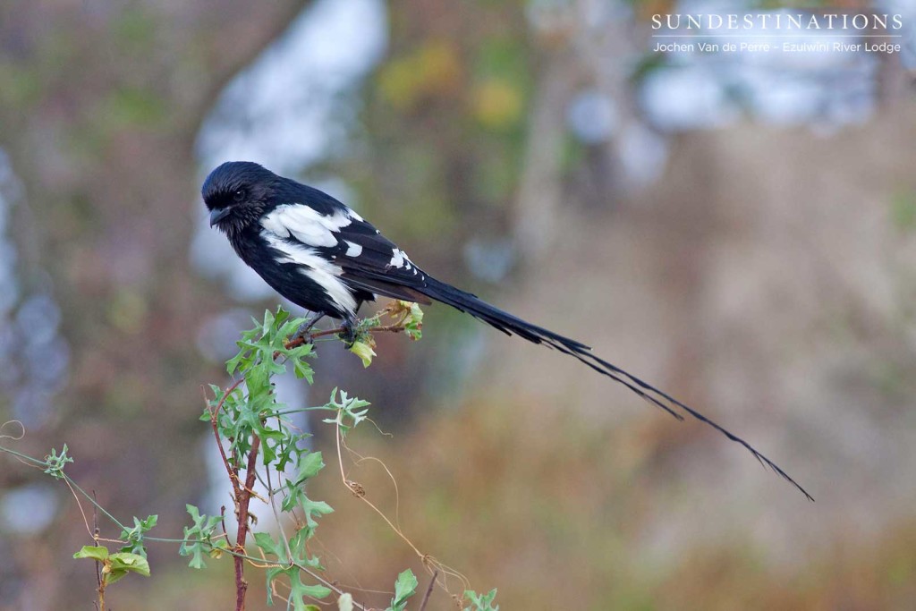 A magpie shrike pauses to sing its melodious song - one of the most recognisable bird calls of the Lowveld