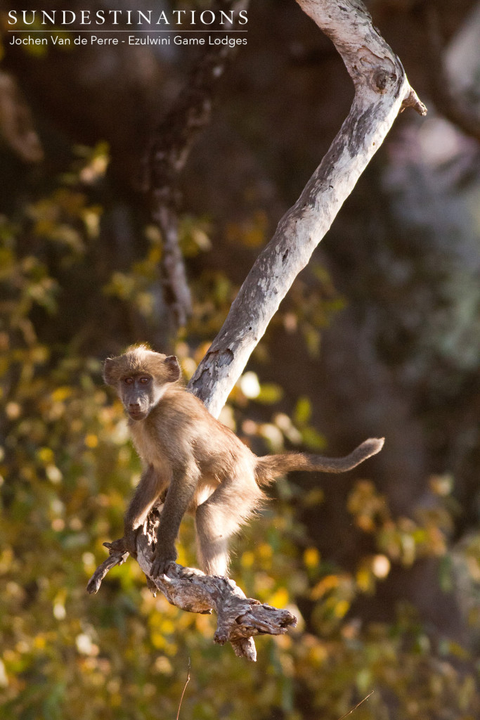 A young baboon demonstrates its acrobatic ability in the trees around Ezulwini