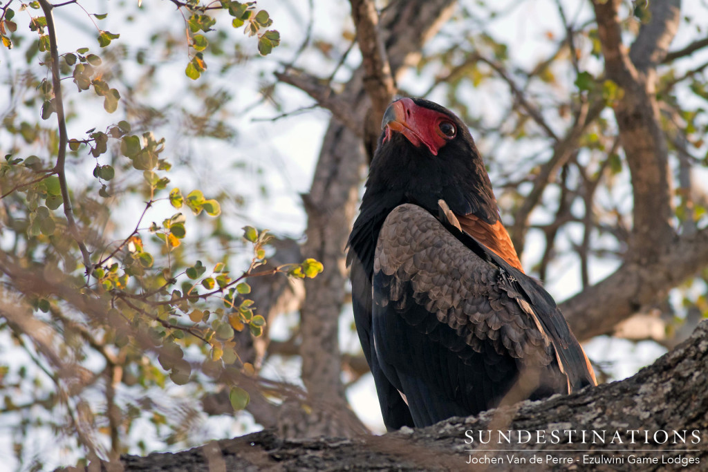 A bateleur eagle shows off its unique colours as it scans its surroundings for a bite to eat