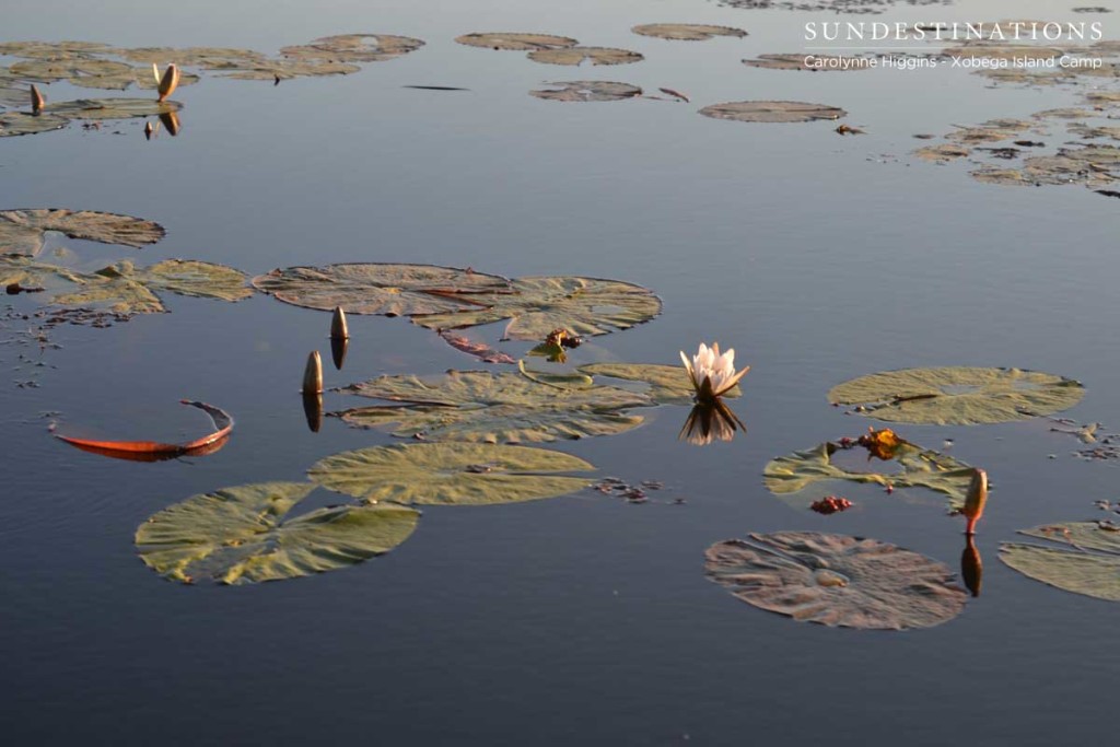 Okavango Delta Scene