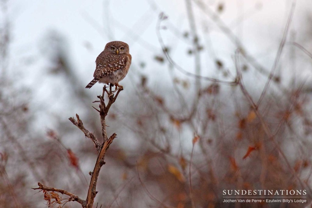 A pearl-spotted owlet braces against the cold winter morning chill as it traps air between its feathers and subsequently doubles in size