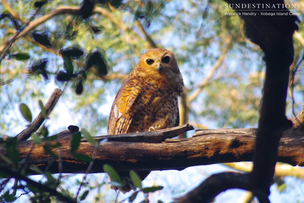 Perching Pel's Fishing Owl