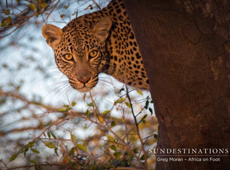 The Case of the Stolen Kill, Leopard Cubs and Hyena