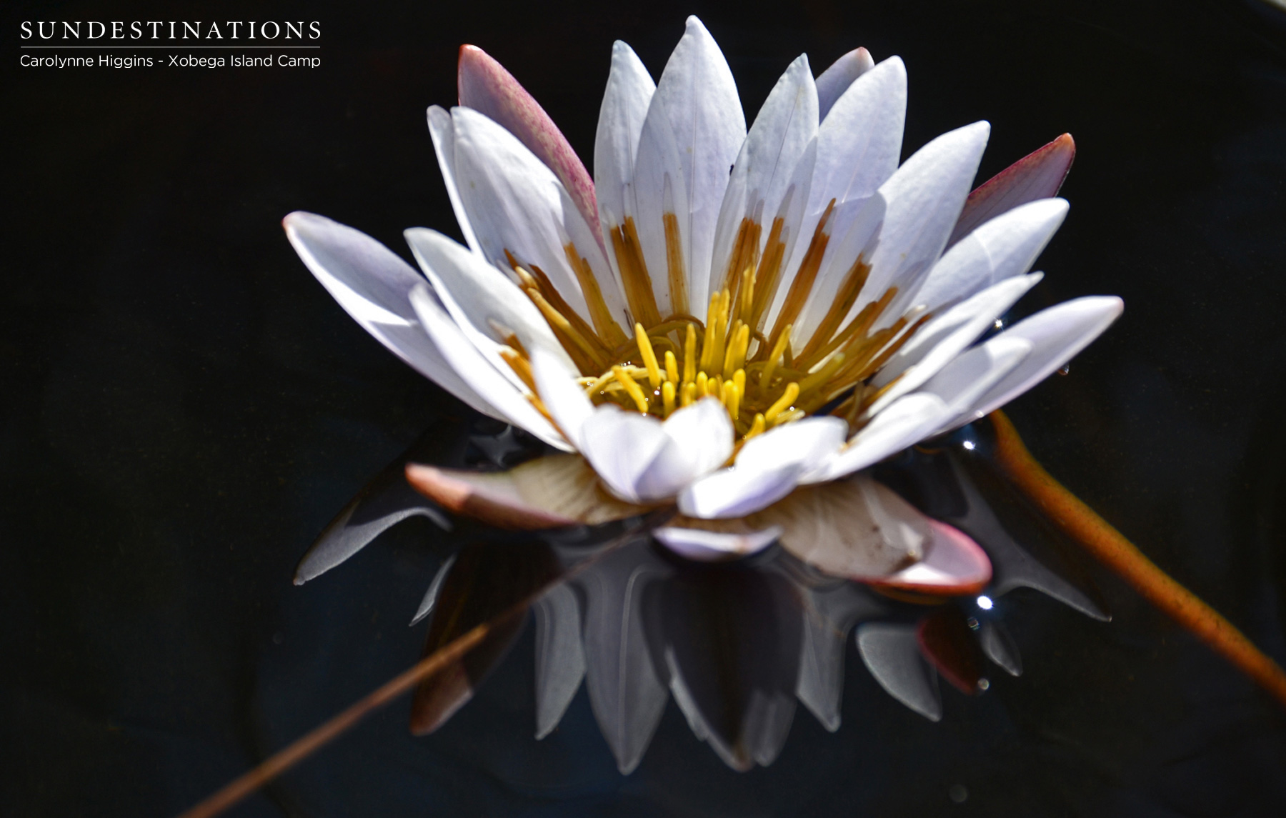 Water Lily in Botswana