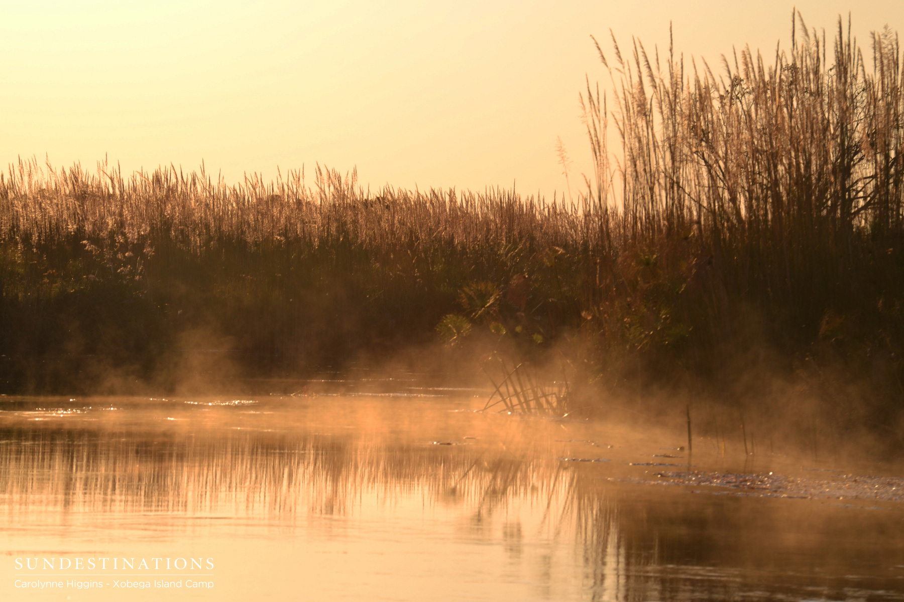 Early Morning Mist in the Delta