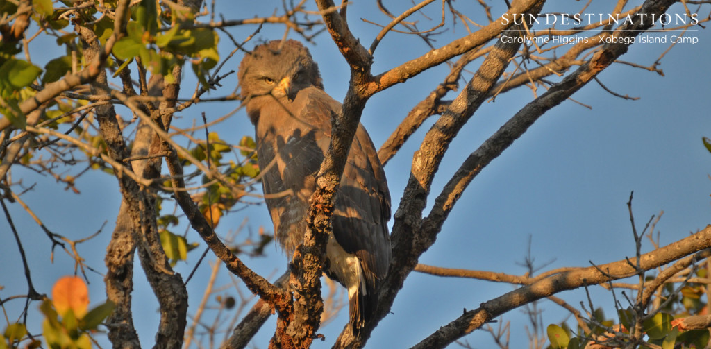 Western Banded Snake Eagle