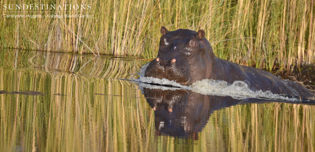 Okavango Delta Hippo