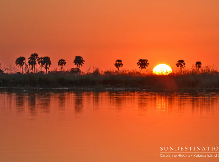 Xobega Island Camp : Okavango Delta’s Remote Paradise