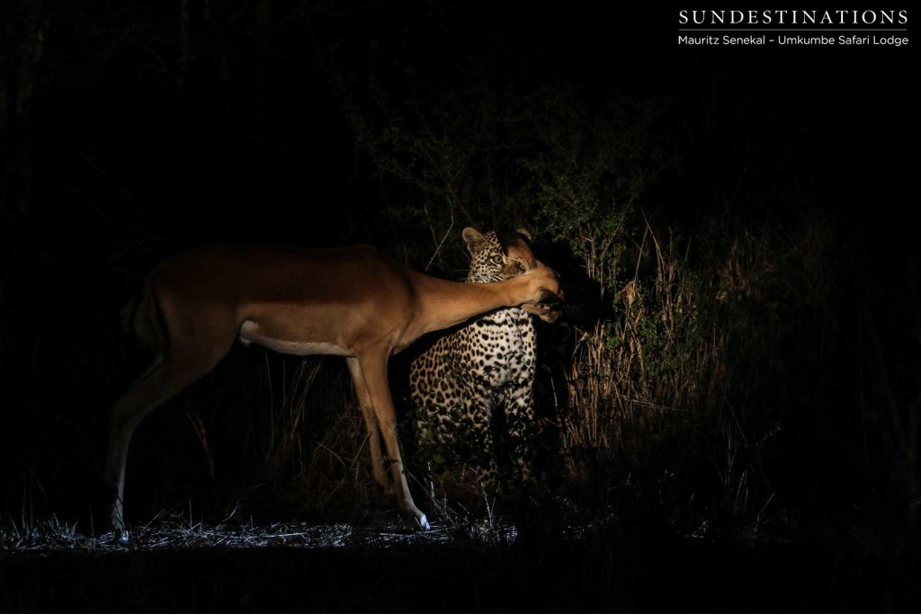 Tatowa secures her grip on the impala's throat