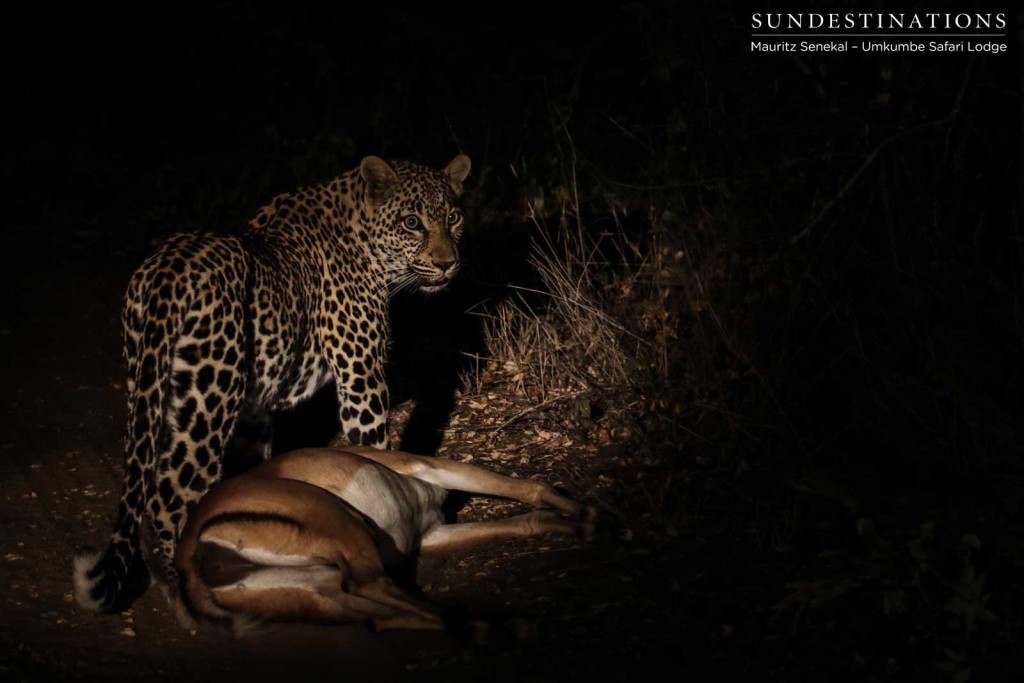 After successfully killing the impala, Tatowa looks around to determine her next move - where to safely stash her kill