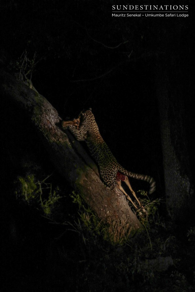 With unbelievable strength, Tatowa hauls her prey into a tree as Umkumbe guests look on in awe