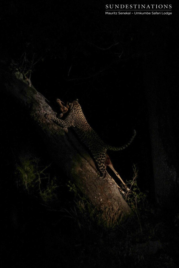 Tatowa disappears into a tree where she will feed on her prey in peace