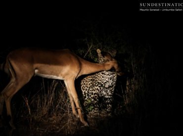 For most people, it’s a once in a lifetime experience (if that) to witness a leopard land its prey in a successful hunt. These solitary, independent, territorial cats are elusive and careful, and primarily hunt at night, so the chances of catching them making a kill are low. At Umkumbe Safari Lodge, however, one’s chances […]