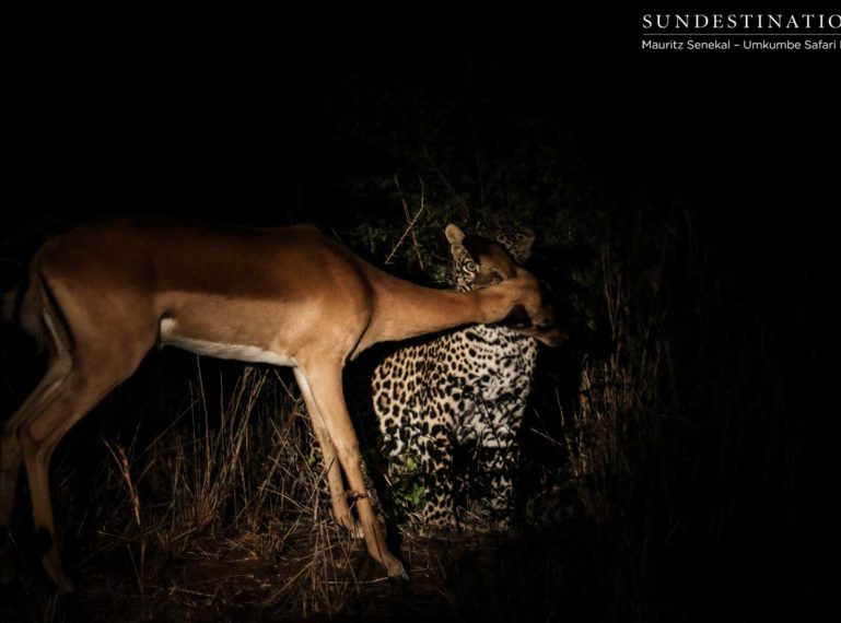 Leopard Leaps to Kill Impala at Umkumbe Safari Lodge
