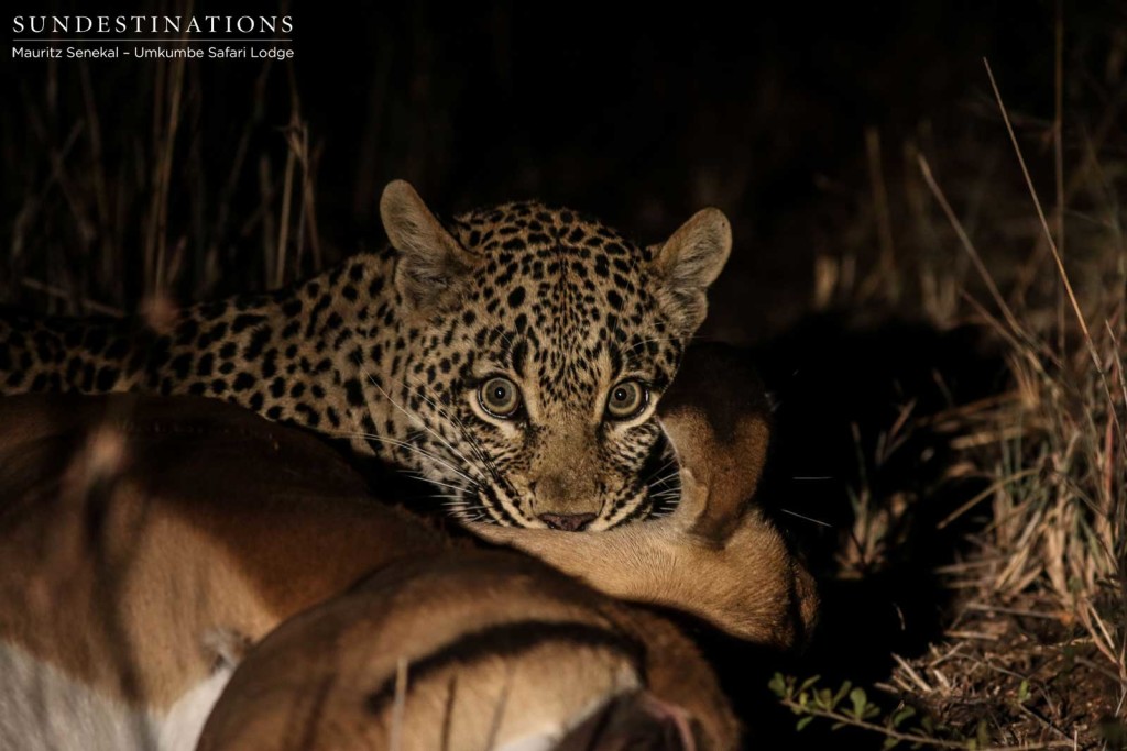 In her next move, Tatowa grips her prey sturdily in her mouth before dragging it towards a tree for safe-keeping