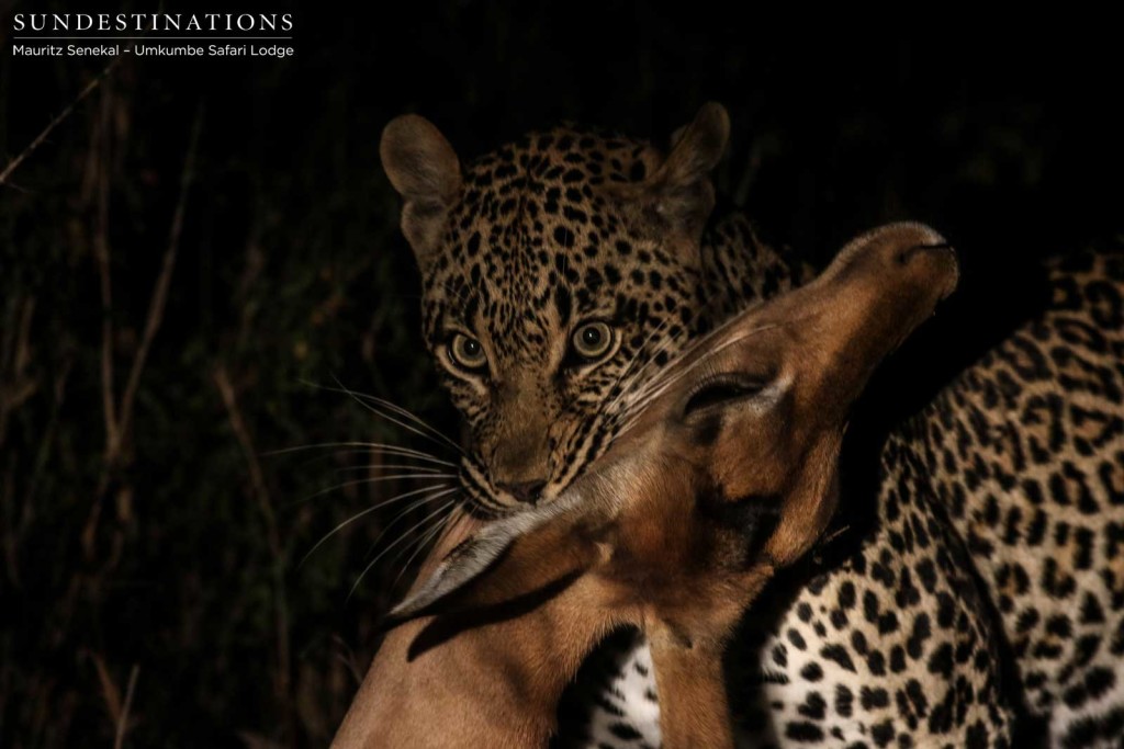 Tatowa grips her prey by the neck to suffocate it, in typical leopard fashion