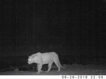 This is the second instalment of a video blog series dedicated to what our rangers capture on camera traps around Africa on Foot and nThambo Tree Camp and at the surrounding pans and waterholes. It was a busy week at Twin Pans, which is where nThambo guide, Bjorn, positioned his camera trap, and thanks to […]