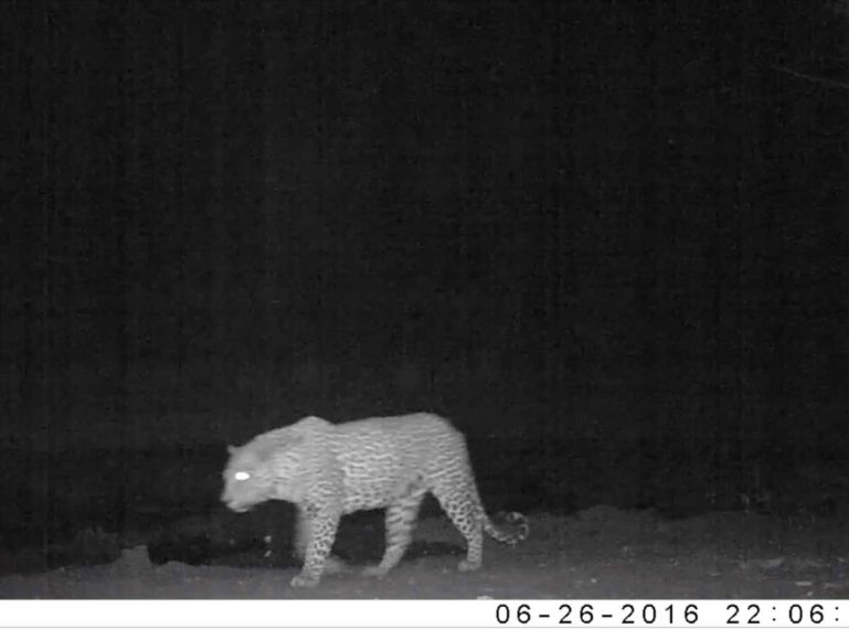 Weekly Camera Trap Footage from Klaserie