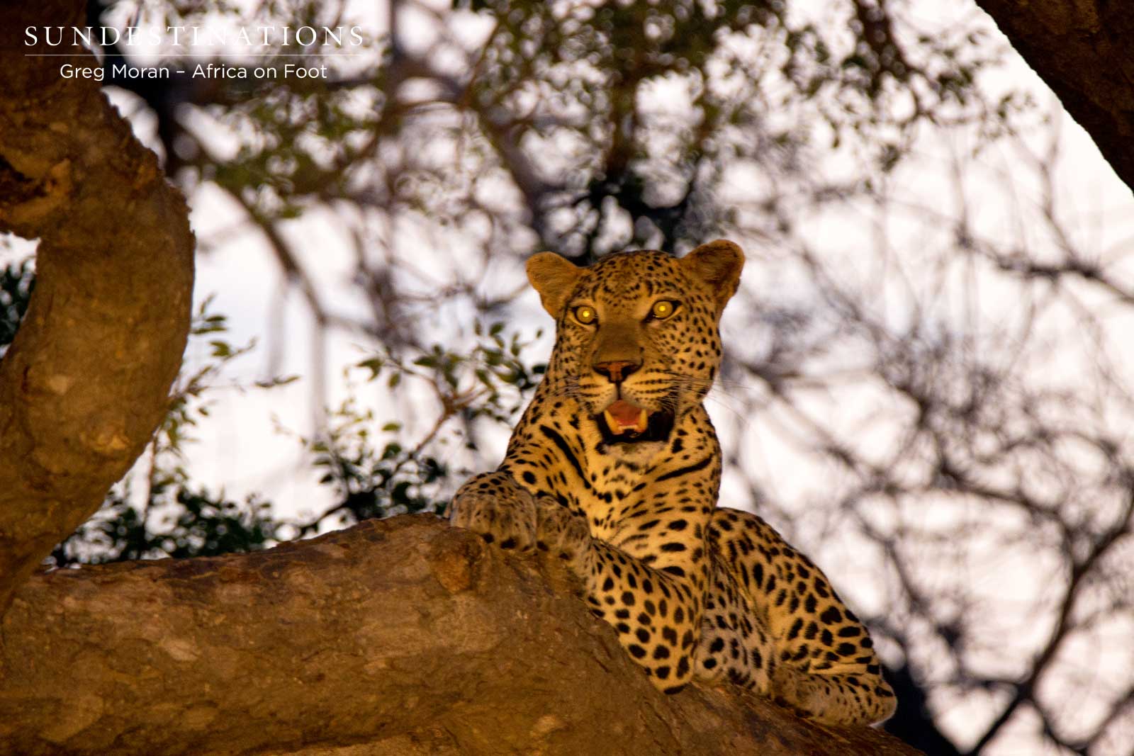 Klaserie Leopard at Africa on Foot