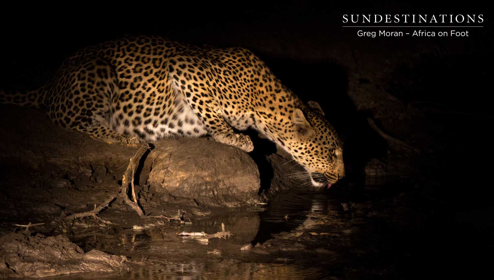 Leopard Drinking Africa on Foot