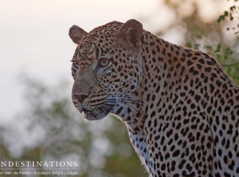 Week in Pictures: A Calendar of Kruger Leopards