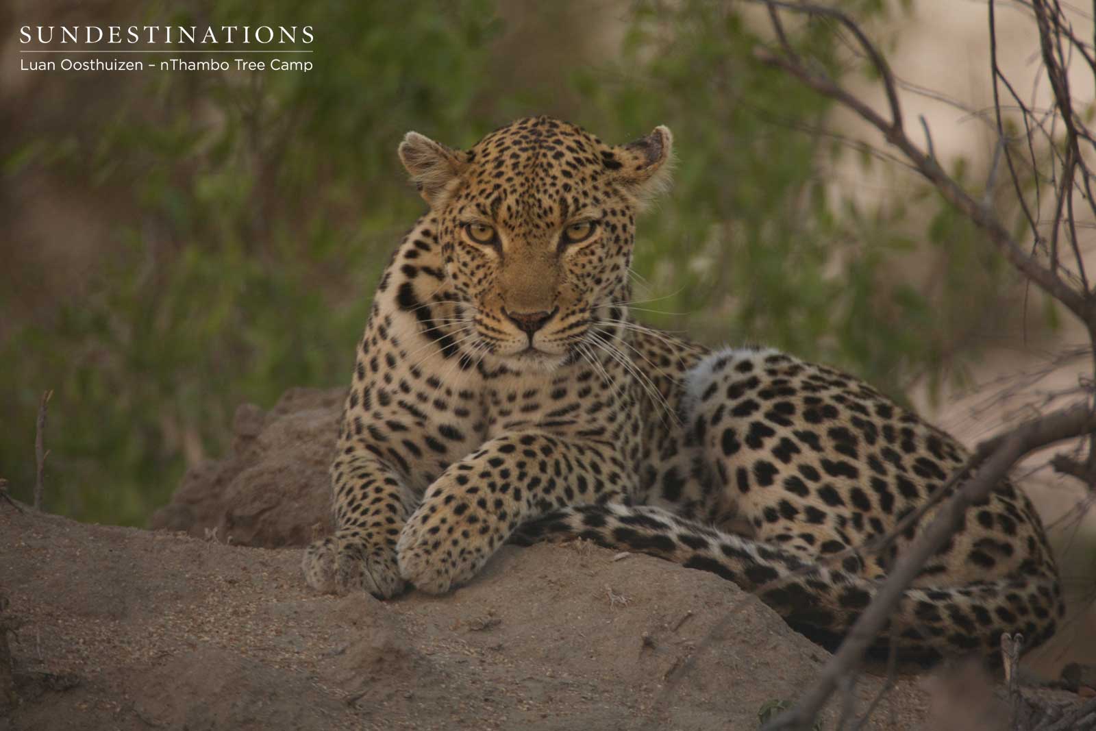 Cleo Leopardess nThambo