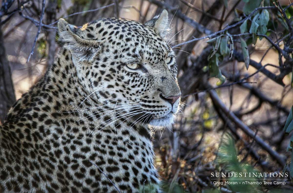 nThambo Leopard