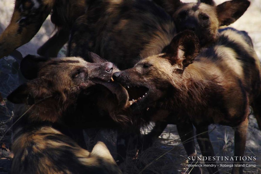 Wild Dogs in Moremi