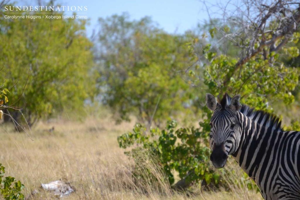 Zebra in Moremi