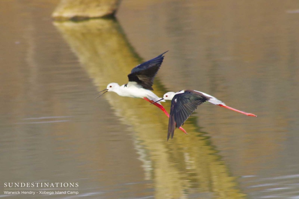 A pair of black-winged stilts glide over the placid waters