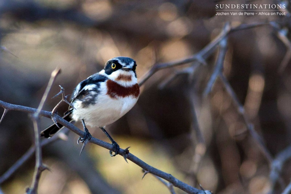 The bespectacled chinspot batis lands ever so lightly on a dangerously thorny branch before aiming its yellow-eyed glare our way