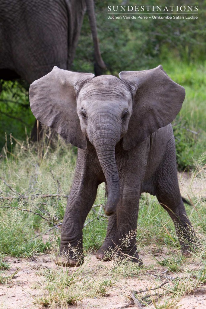 A baby elephant challenges its admirers with an irresistible ear-flap and trumpeting shriek