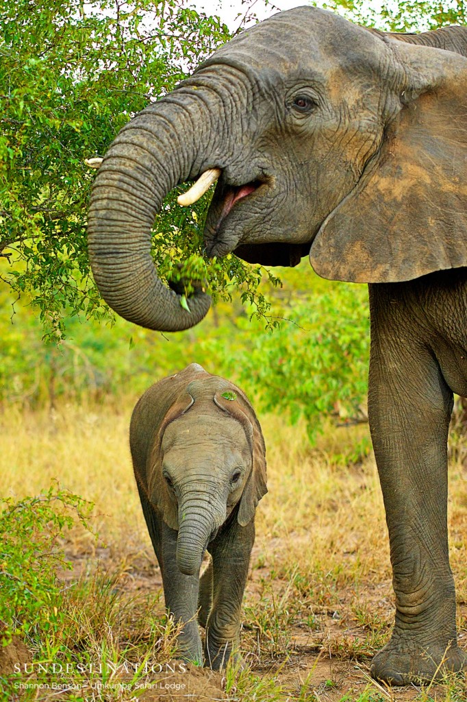 A mother elephant stands protectively over her calf as the pair of them feeds happily