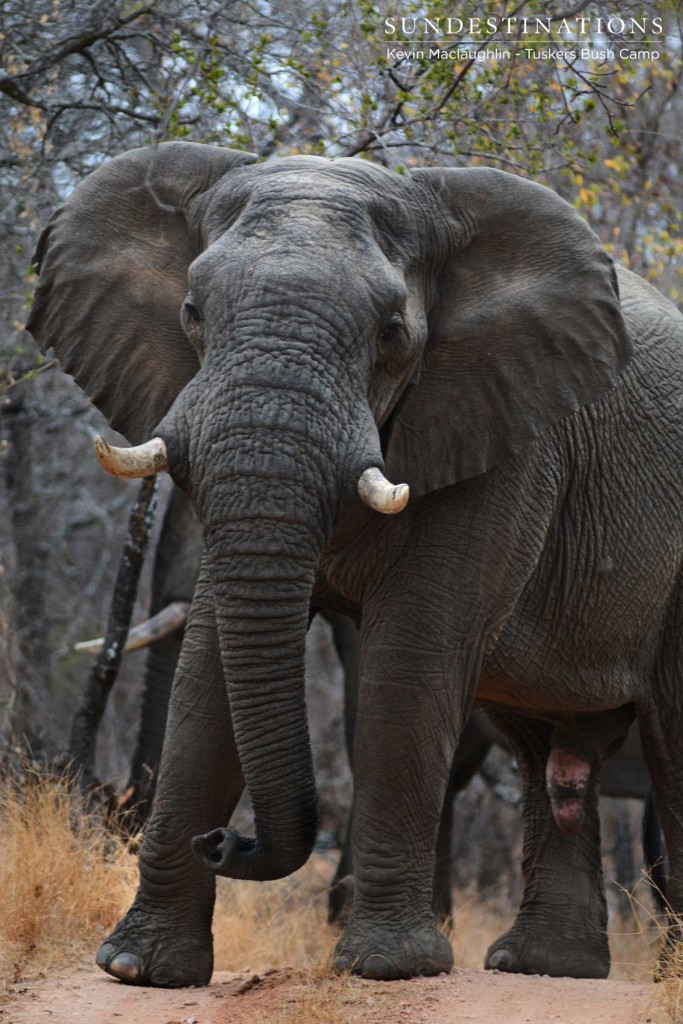 Tuskers' namesake, a big elephant bull, approaches the game viewer and shows his full size