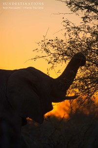 An elephant grips the upper reaches of a knob thorn tree and offers us the perfect silhouette at sunset