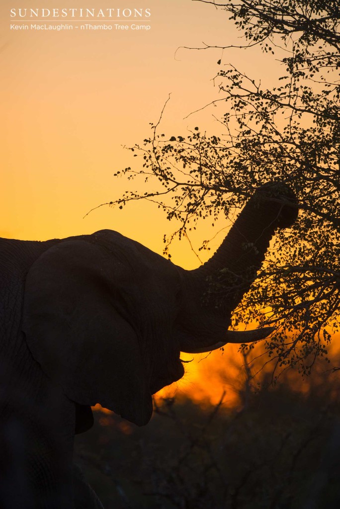 An elephant grips the upper reaches of a knob thorn tree and offers us the perfect silhouette at sunset 