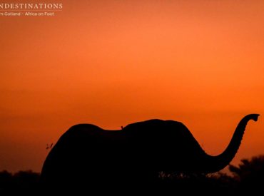 This week, we’ve celebrated elephants, been awed by lions, laughed at hyenas, and ogled leopards in all their glory. It’s been a week of big game encounters, breath-taking sunsets, stellar skies, and experiences to last a lifetime; and now we get to play back our favourite moments to you in the form of our Week […]