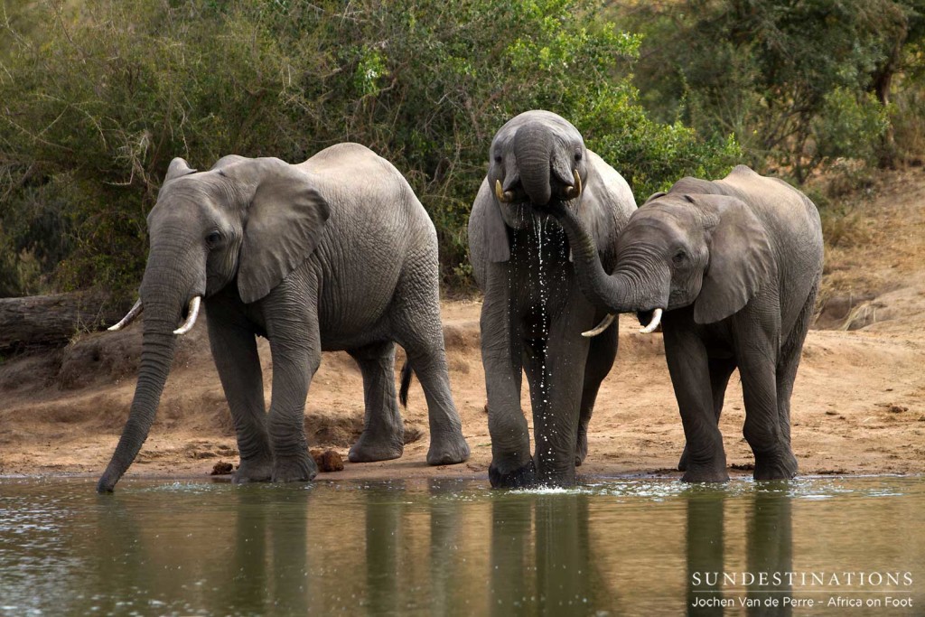 A trio of elephants lines up at the waterhole and sends ripples through their otherwise perfect reflections