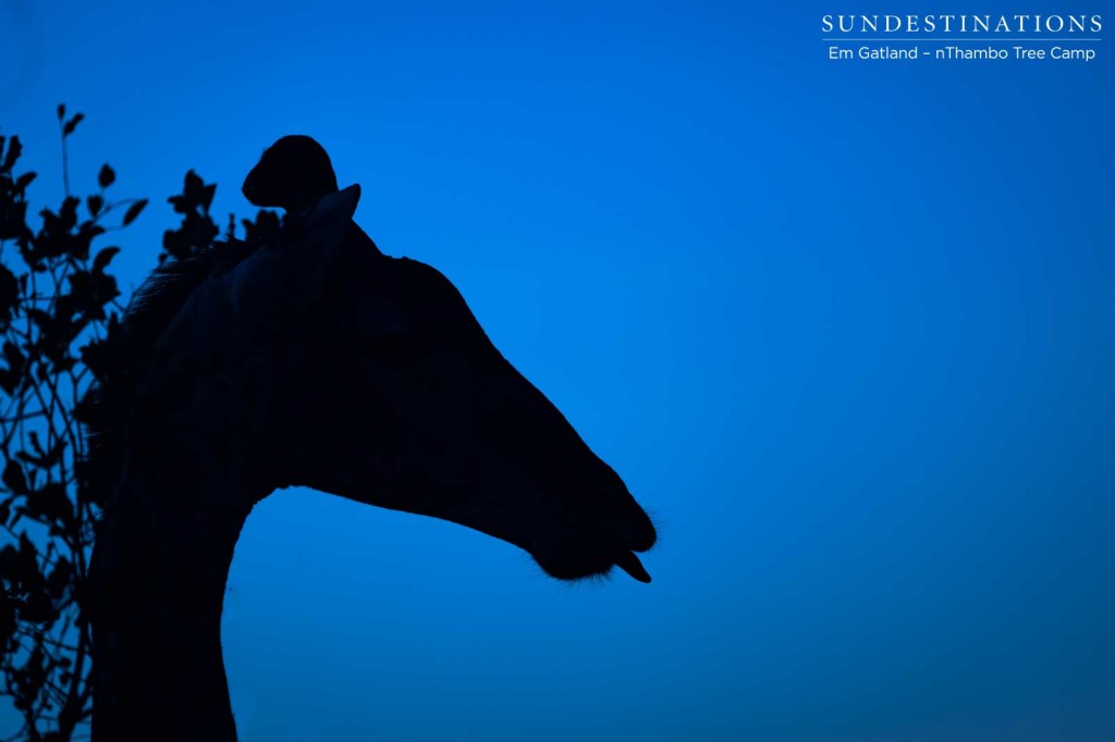 A giraffe ends a day's feast at an acacia tree as darkness sets on the Klaserie